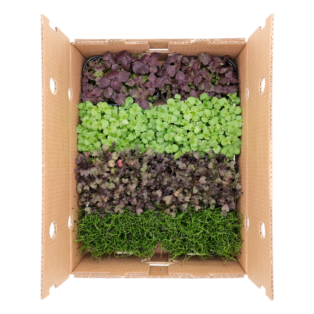 Micromix Orientale