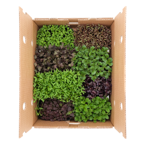 Micromix Rainbow 8 pezzi - immagine 1