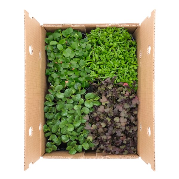 Micromix Novità 4 pezzi - immagine 1