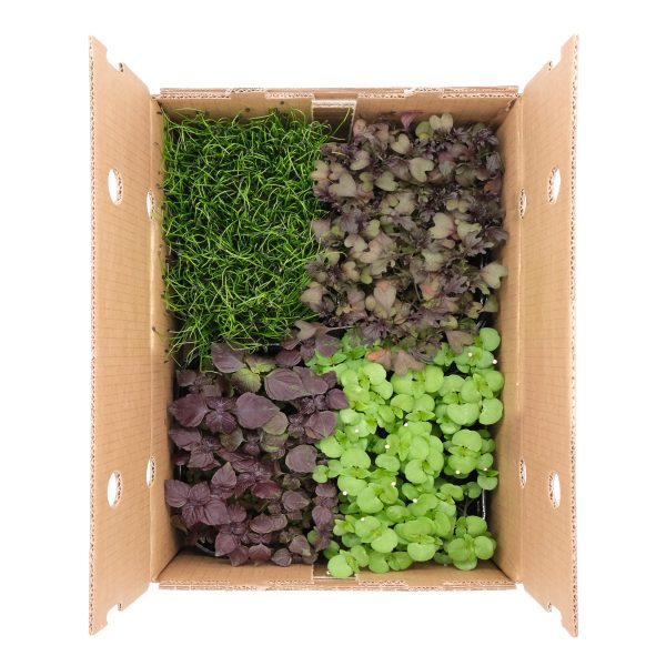 Micromix Orientale 4 pezzi - immagine 1